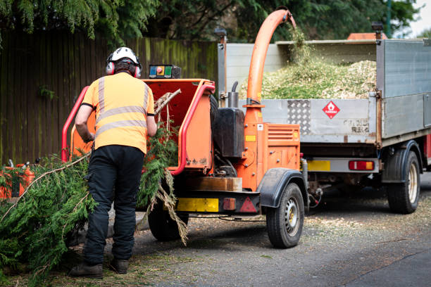 Best Leaf Removal  in USA